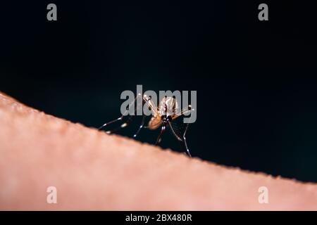 Le zanzare a strisce stanno mangiando sangue sulla pelle umana, pericoloso malaria infetta zanzara pelle Bite Foto Stock