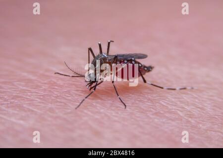 Le zanzare a strisce stanno mangiando sangue sulla pelle umana, pericoloso malaria infetta zanzara pelle Bite Foto Stock