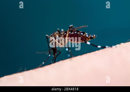 Le zanzare a strisce stanno mangiando sangue sulla pelle umana, pericoloso malaria infetta zanzara pelle Bite Foto Stock