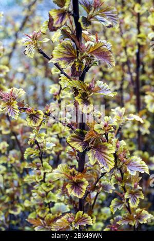 Ninebark orientale Physocarpus Opulifolius piccolo Angelo nel mese di aprile Foto Stock