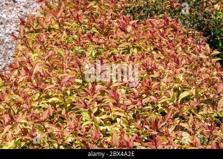 Spirea japonica Goldflame Spiraea Foto Stock