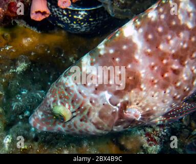 A Floral Wrasse (Cheilinus chlorourus) Foto Stock