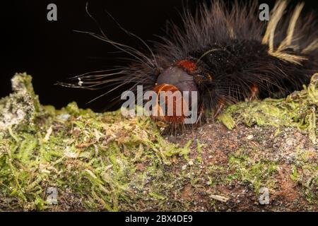 Macro immagine della bellissima Caterpillar di Sabah, Borneo-natura concetto di fauna selvatica Foto Stock