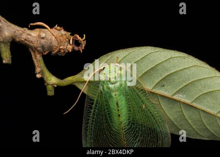 Green Lacewing Moth , Green Lacewing Moth del Borneo Island-natura concetto di fauna selvatica Foto Stock