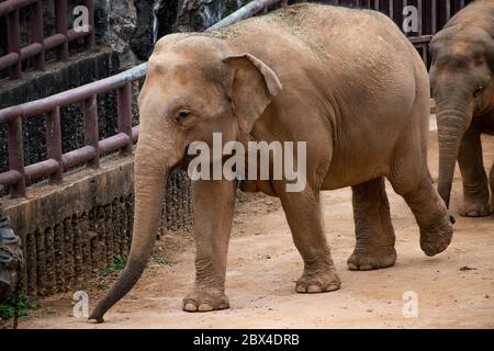 Bambino elefante asiatico che segue la sua madre Foto Stock