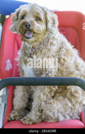 Cavalier Re Carlo Spaniel e Poodle, 10 anni, incrociano il maschio seduto su un passeggino Foto Stock