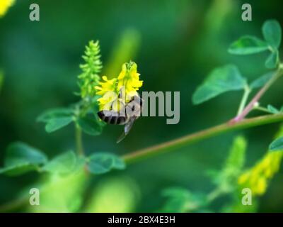 Hony ape vola intorno ai fiori di Vicia (Vicia sp.) e raccoglie nettare. Caucaso. Foto Stock