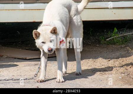 Ritratto di un cane Jindo coreano di Goyang rurale, Corea del Sud Foto Stock