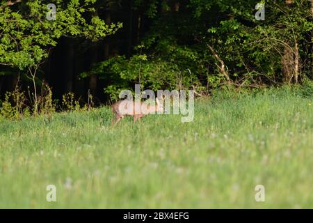 Un giovane capriolo con le formiche pascolano su un prato verde in prima serata Foto Stock