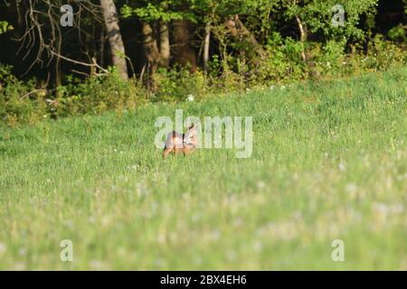 Un giovane capriolo con le formiche pascolano su un prato verde in prima serata Foto Stock