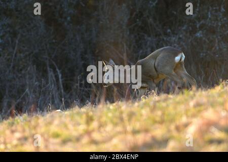 Un giovane capriolo con le formiche pascolano su un prato verde in prima serata Foto Stock