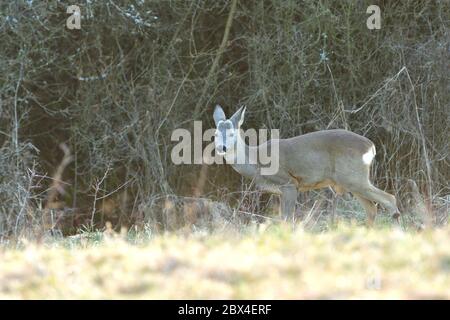 Un giovane capriolo con le formiche pascolano su un prato verde in prima serata Foto Stock