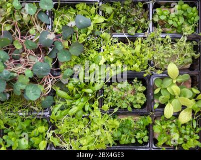 Micogreens. Erbe, insalate e fiori commestibili a coltura idroponicamente. Foto Stock