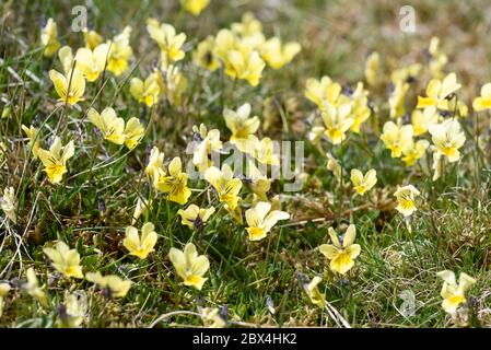 Viola lutea, pansy di montagna in prateria Foto Stock