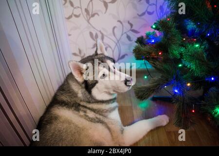 un cane husky vicino all'albero di natale Foto Stock