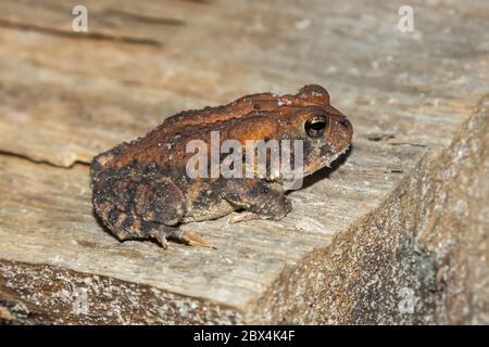 Southern Toad (Bufo terrestris) nella palude di Okefenokee, contea di Charlton, Georgia, Stati Uniti Foto Stock