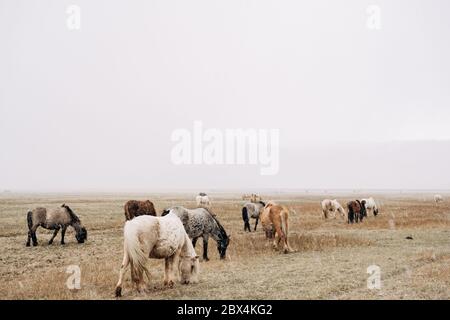 Un gregge di cavalli sta camminando attraverso il campo e mangia erba, è nevoso, scarsa visibilità a causa della caduta di neve. Il cavallo islandese è una razza di Foto Stock