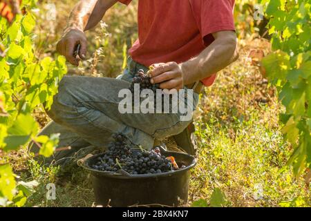 Vendemmia in Beaujolais vigna, Auvergne-Rodano-Alpi. Francia Foto Stock