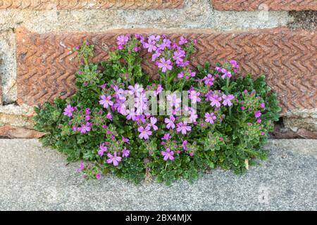 Foxglove fata, Erinus alpinus, che cresce in una crepa in lastre per pavimentazione, Galles, Regno Unito Foto Stock