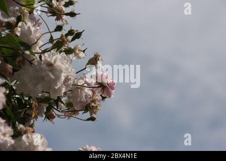 Fiori rosa pallido di rambler o rose rampicanti contro cielo blu pallido su sfondo sfocato, infiorescenza sognante in un romantico cottage di campagna gard Foto Stock