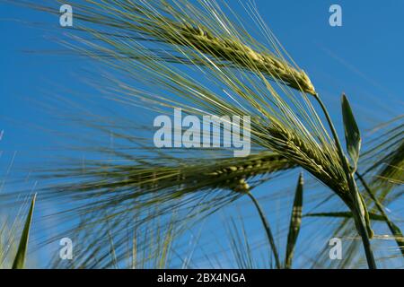 Segale singolo in maggio contro un cielo blu. Primo piano. Foto Stock