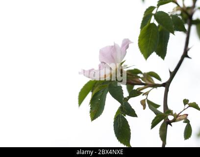 Primo piano di biancospino Foto Stock