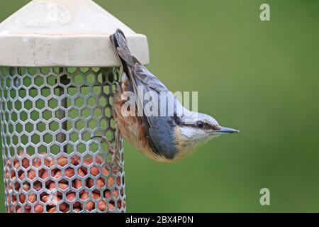 Nuthatch Eurasiatico adulto su alimentatore di uccelli Foto Stock