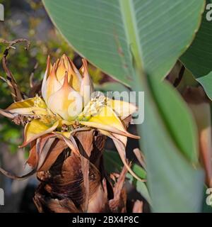 Fioritura della banana ornamentale, Ensete ventricosum, in primo piano Foto Stock