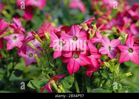 Pianta ornamentale di tabacco in fiore rosso, Nicotiana sanderae Foto Stock