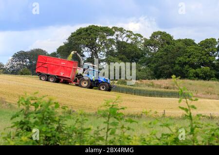 HODDAM, SCOZIA - JULY12, 2019: Trattore con rimorchio e foraggera che raccoglie i cereali raccolti insilato, Dumfries e Galloway Scozia Foto Stock