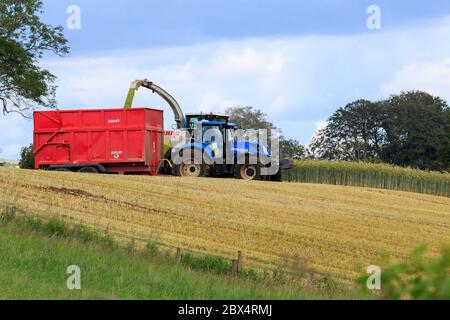 HODDAM, SCOZIA - JULY12, 2019: Trattore con rimorchio e foraggera che raccoglie i cereali raccolti insilato, Dumfries e Galloway Scozia Foto Stock