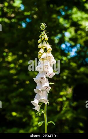 Primo piano di una purpurea Digitalis "Pam's Choice" (Foxglove) Foto Stock