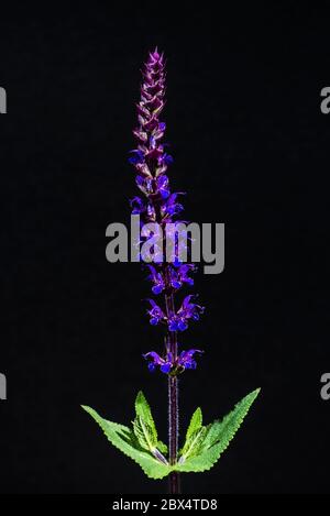 Studio primo piano del fiore viola di una nemorosa di Salvia 'Caradonna' Foto Stock