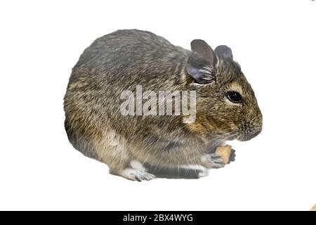 Scoiattolo degu in gabbia isolato su bianco Foto Stock