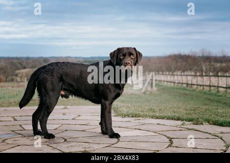Ritratto di un cane di Retriever Labrador al cioccolato maschile Foto Stock