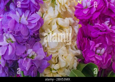 Stock, Mattiola incana, punte di fiori in tonalità di viola malva, bianco crema e rosa - primo piano di fiori Foto Stock