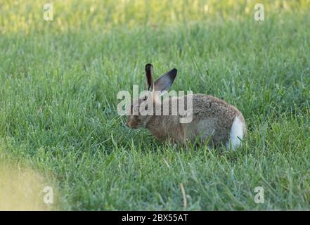 Leveret, Watergate Road, Harrogate, North Yorkshire Foto Stock