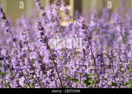 Bijen tussen Engelse lavendel - tra lavanda inglese Foto Stock
