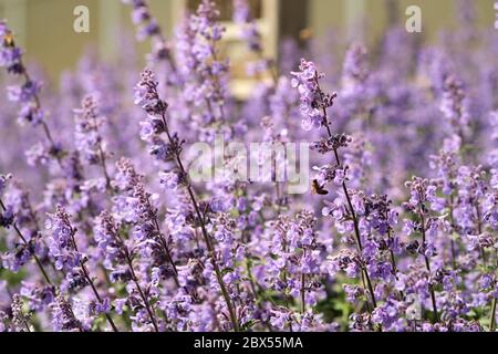 Bijen tussen Engelse lavendel - tra lavanda inglese Foto Stock