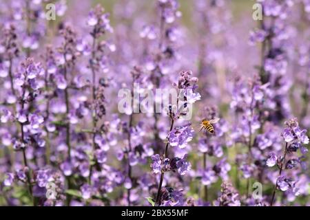 Bijen tussen Engelse lavendel - tra lavanda inglese Foto Stock