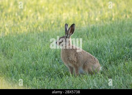 Leveret, Watergate Road, Harrogate, North Yorkshire Foto Stock