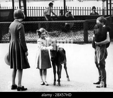 La principessa Margaret accarezzava un pony allo Zoo di Londra. Foto Stock