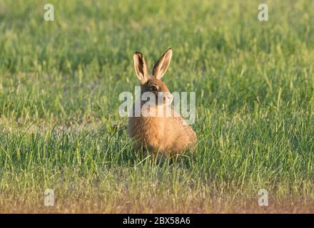 Leveret, Watergate Road, Harrogate, North Yorkshire Foto Stock