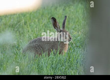 Leveret, Watergate Road, Harrogate, North Yorkshire Foto Stock