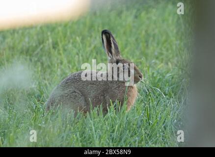 Leveret, Watergate Road, Harrogate, North Yorkshire Foto Stock