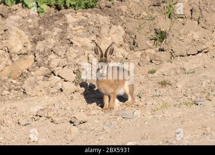 Leveret, Watergate Road, Harrogate, North Yorkshire Foto Stock