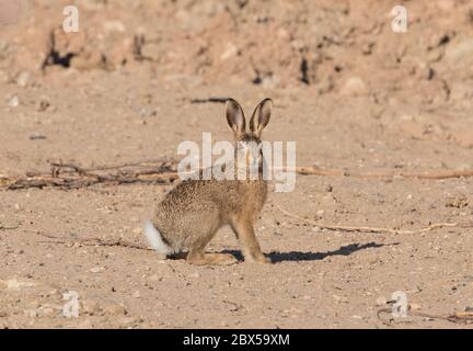 Leveret, Watergate Road, Harrogate, North Yorkshire Foto Stock