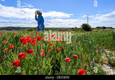 Brighton UK 5 giugno 2020 - UN camminatore gode i papaveri in fiore in una giornata soleggiata ma blustery sulle Downs di Sussex a Portslade appena ad ovest di Brighton . Forti venti e pioggia sono previsti per il fine settimana in tutta la Gran Bretagna dopo il recente incantesimo di tempo caldo . Credit: Simon Dack / Alamy Live News Foto Stock