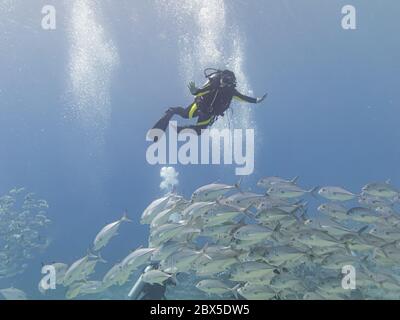 Hurghada, Egitto - 1 novembre 2016: Subacquei godere di immersione in uno shool di bigeye trevally (Caranx sexfasciatus) presso una barriera corallina del Mar Rosso Foto Stock