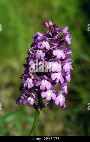Orchide Anacamptis pyramidalis Foto Stock